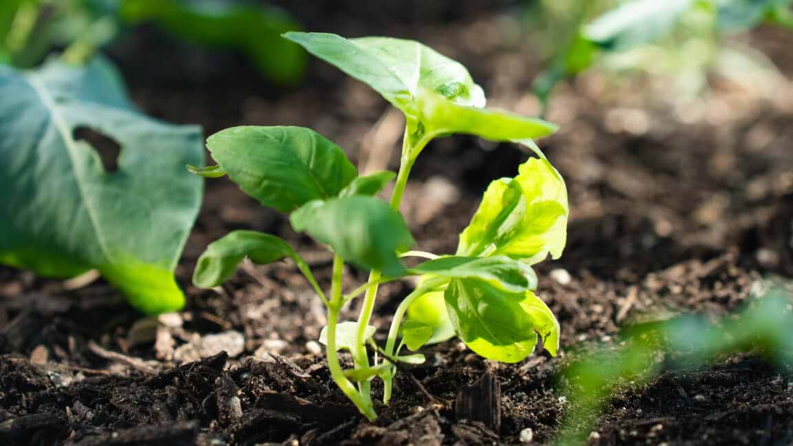 Seed Starting Done Right