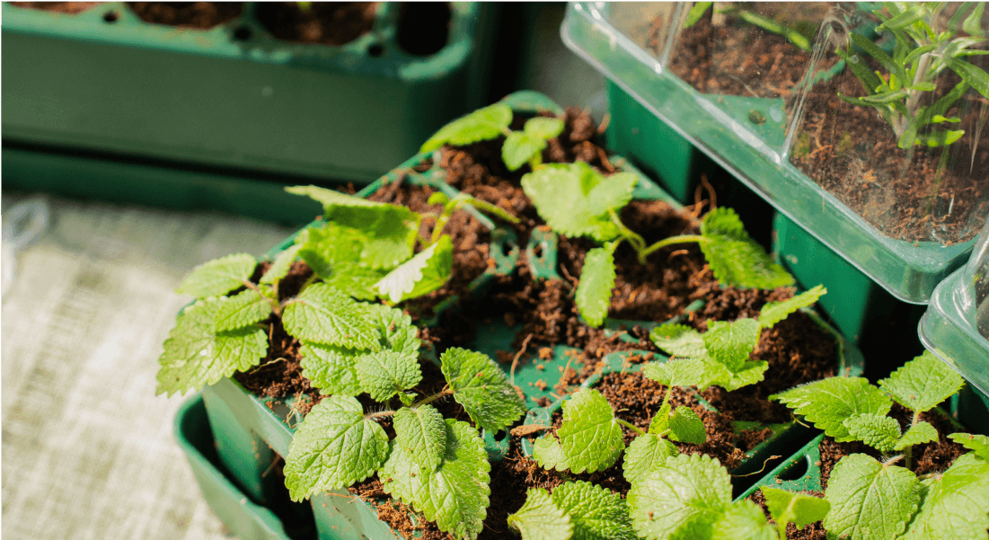 Vego garden beds