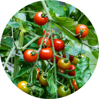 Vego garden beds