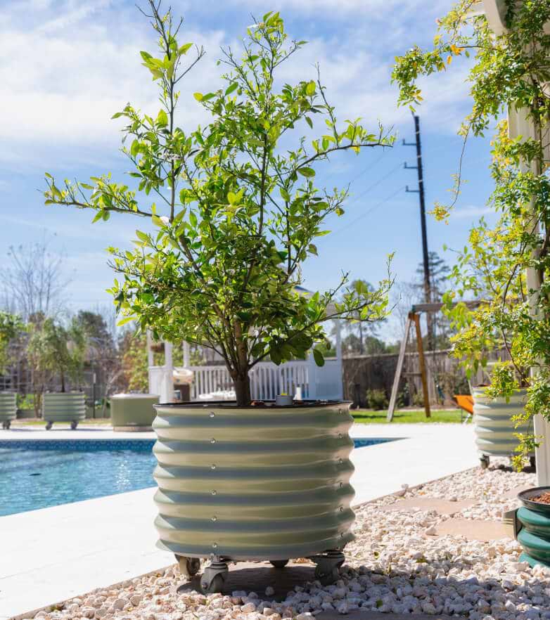 Self-Watering Rolling Citrus Tree Planter