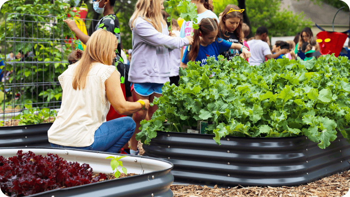 Vego garden beds
