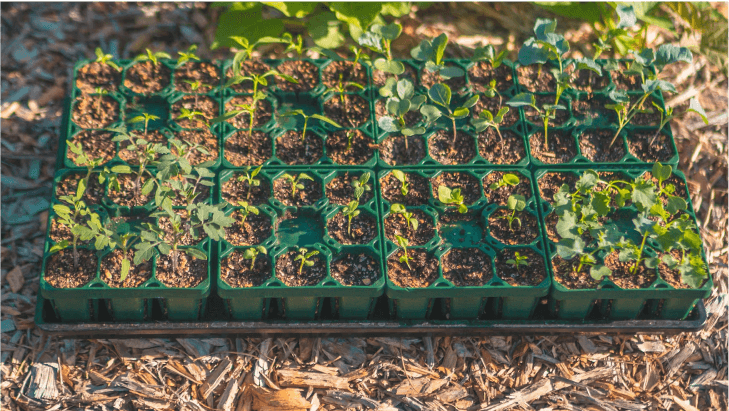 Vego garden beds