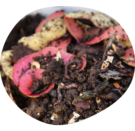 Vermicomposting
