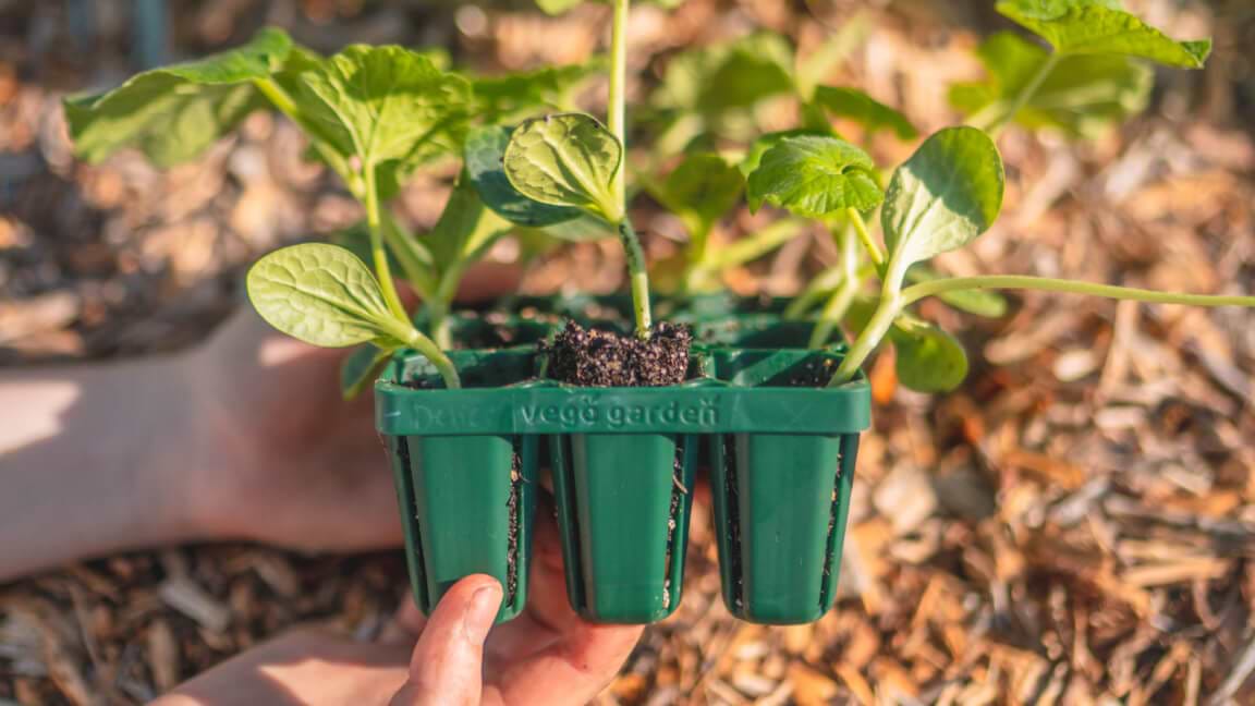 The Last Seedling Trays You’ll Ever Need