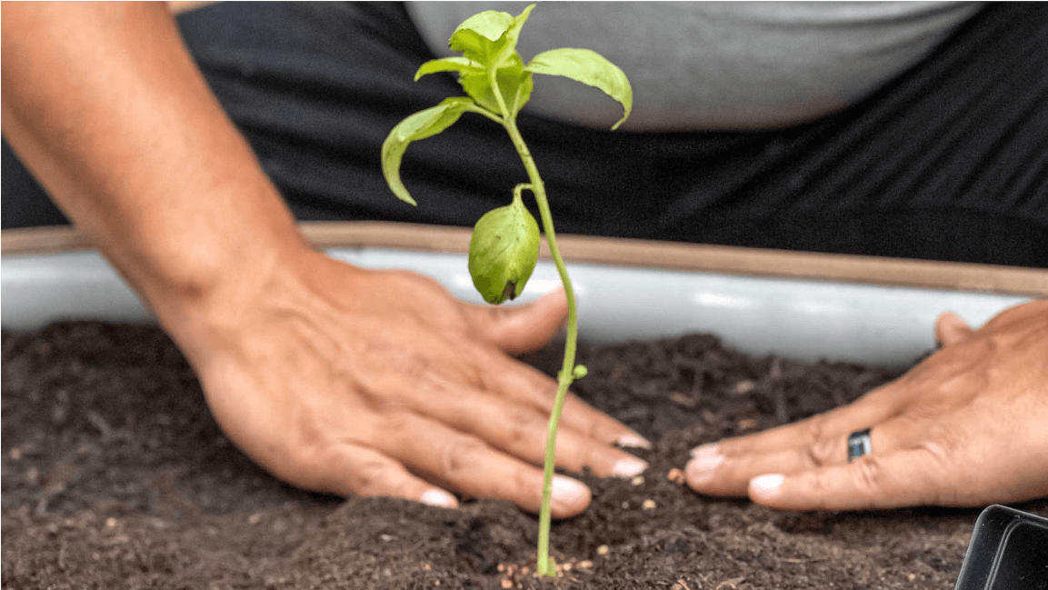 Vego garden beds