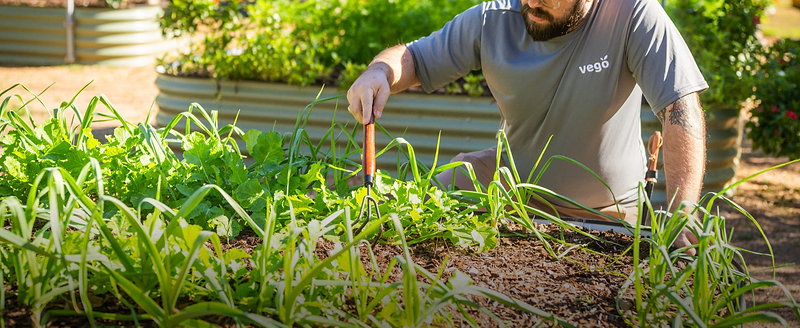 Vego garden beds