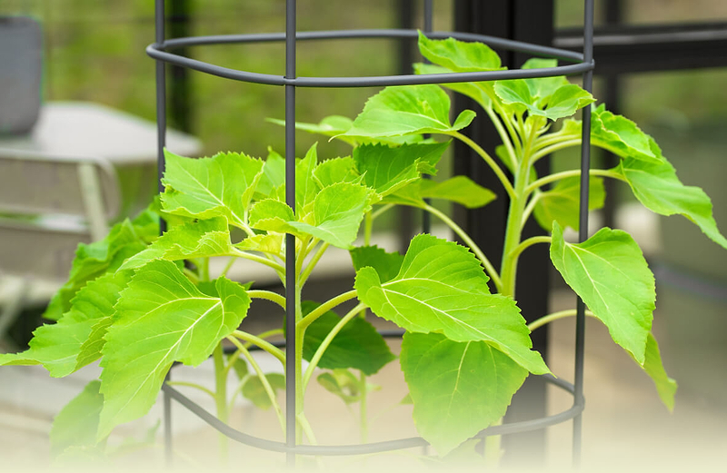 Vego garden beds