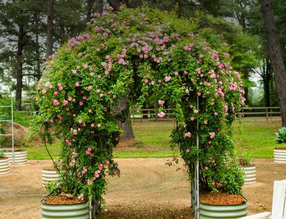Vego garden beds