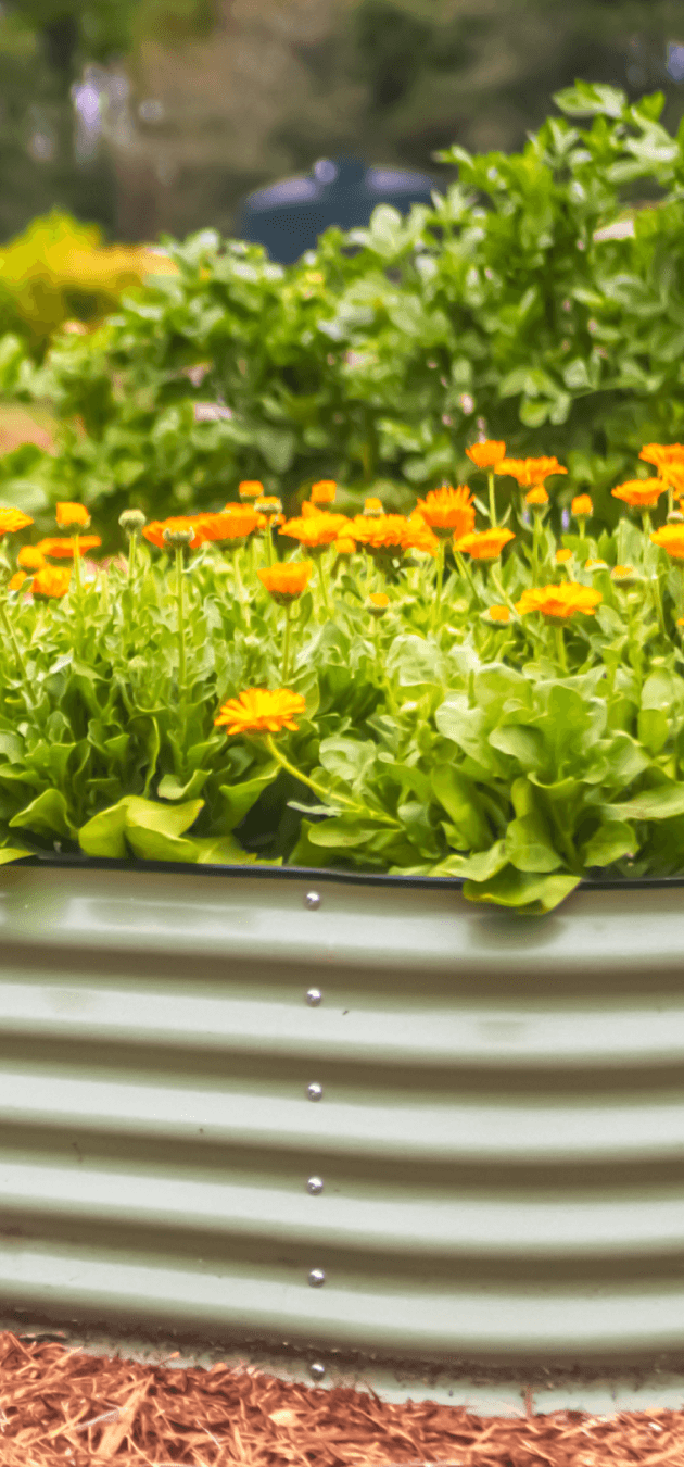 Vego garden beds