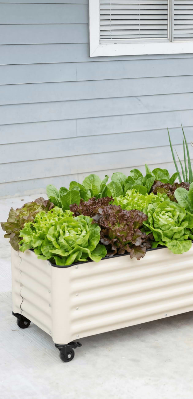 Vego garden beds