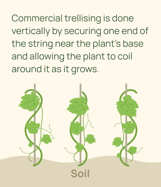 Vertical Gardening Done 02