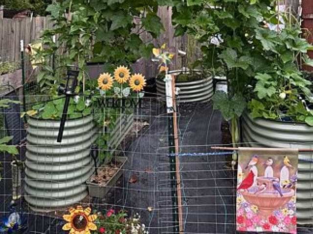 Vego garden beds
