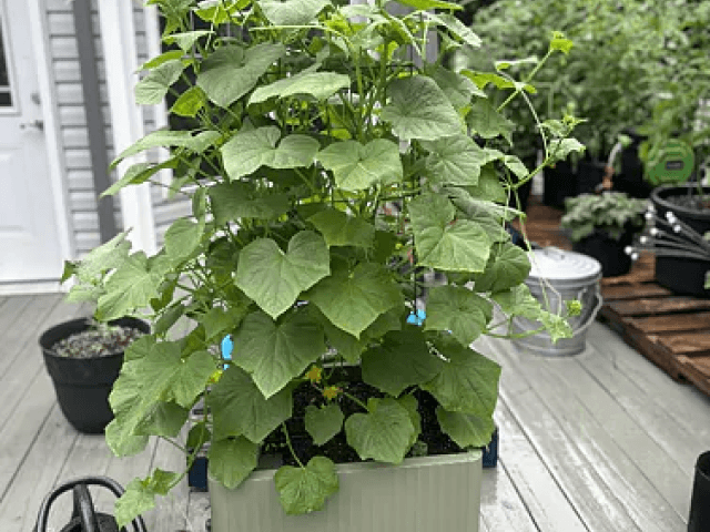 Vego garden beds