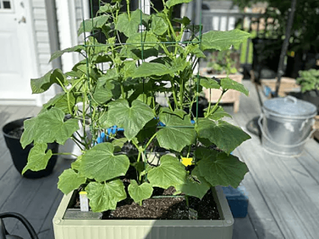 Vego garden beds