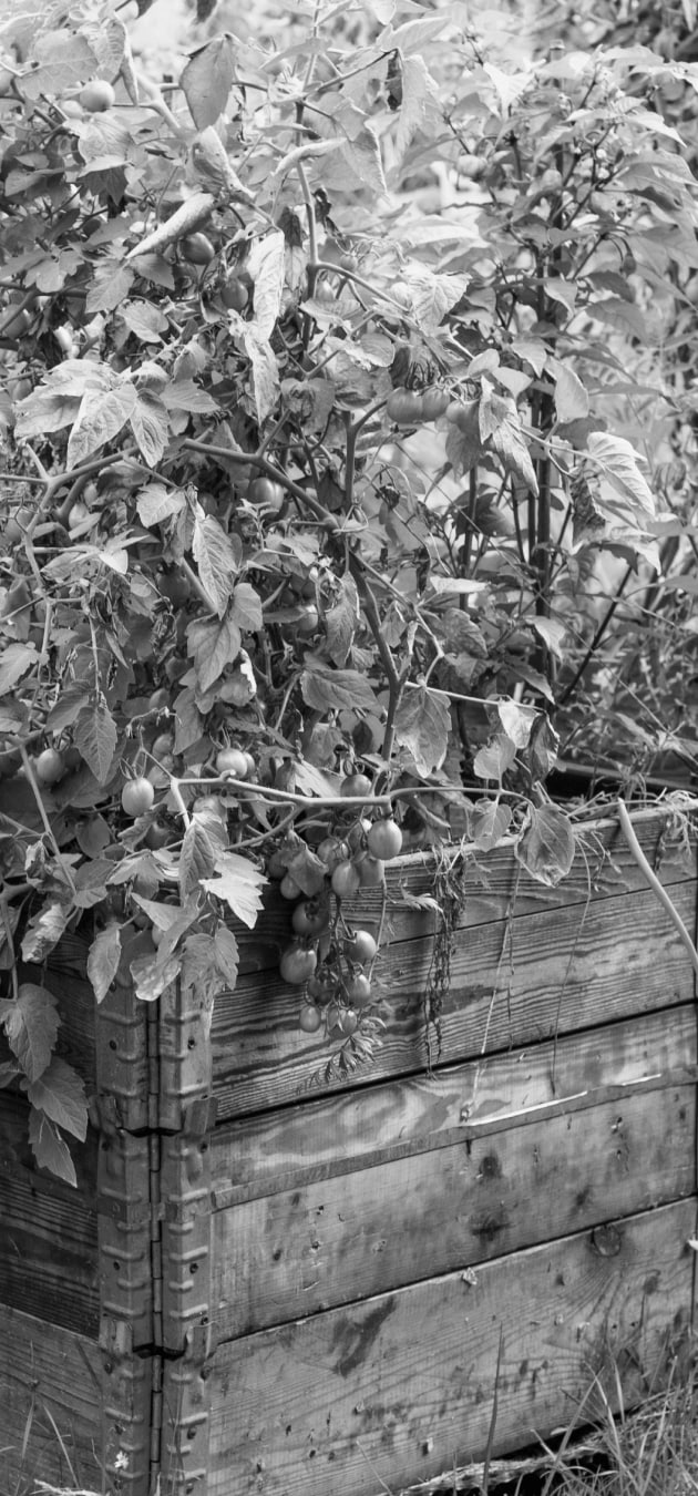 Vego garden beds
