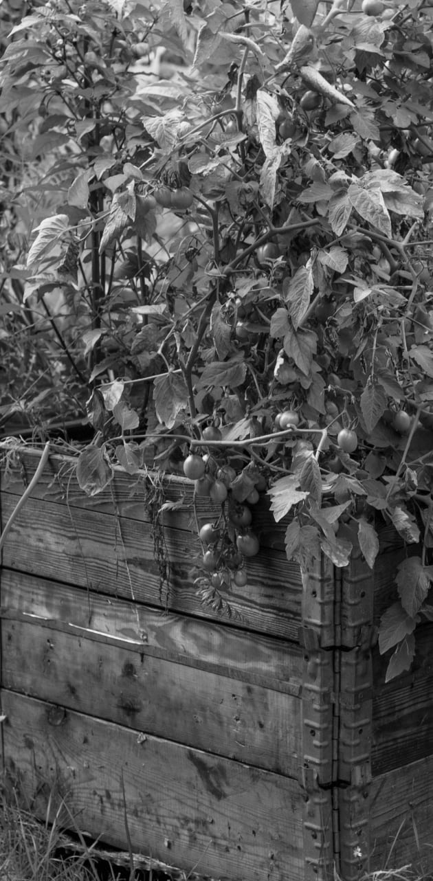 Vego garden beds