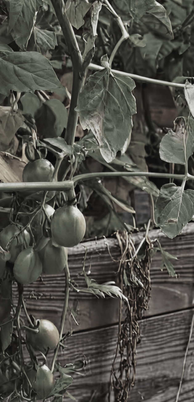 Vego garden beds