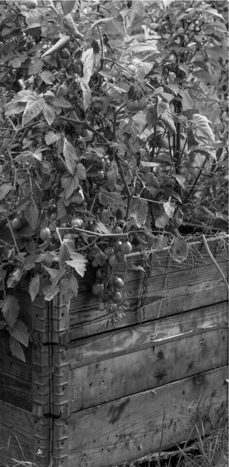 Vego garden beds
