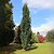 Skinny Genes® Columnar Oak Tree | Vego Garden