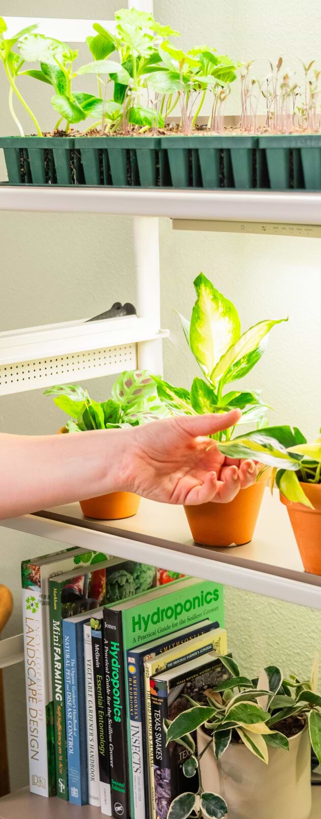 Vego garden beds