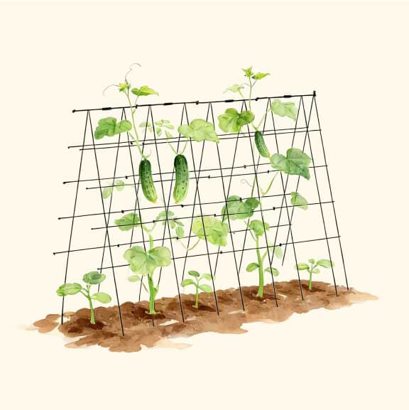 Vego garden beds