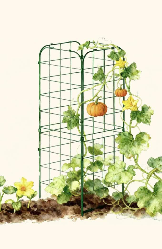 Climbing Cage