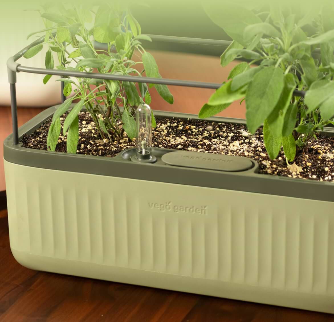 Vego garden beds