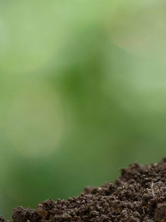 Vego garden beds