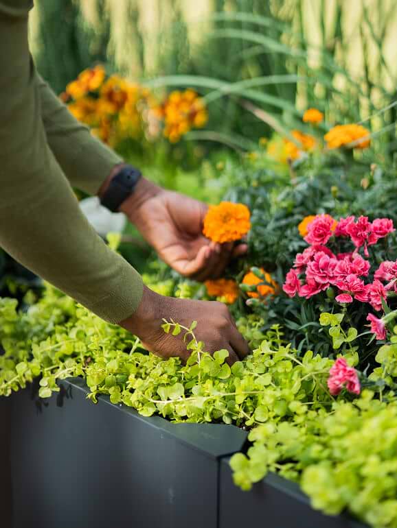 Vego garden beds