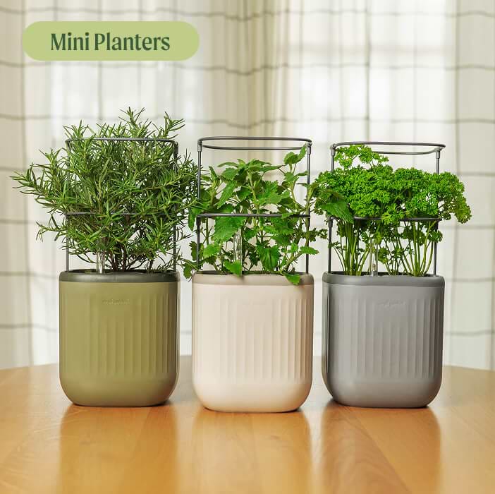 Vego garden beds