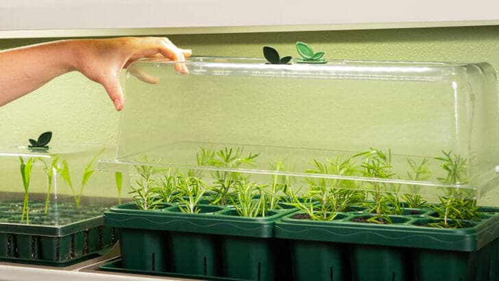 Vego garden beds