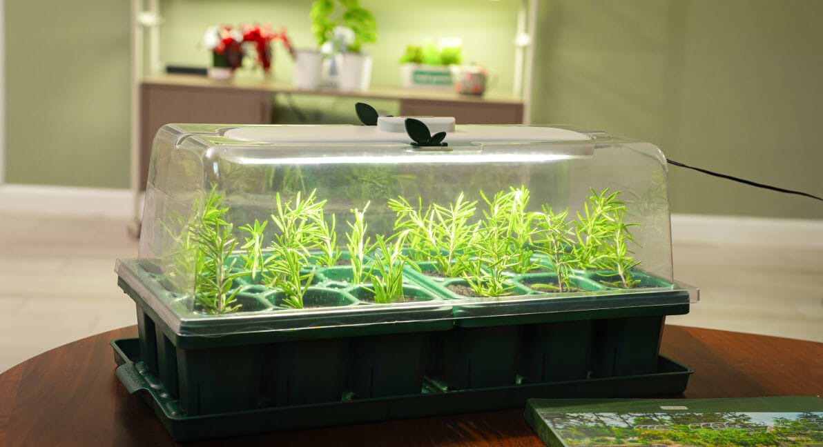 Seed Starting