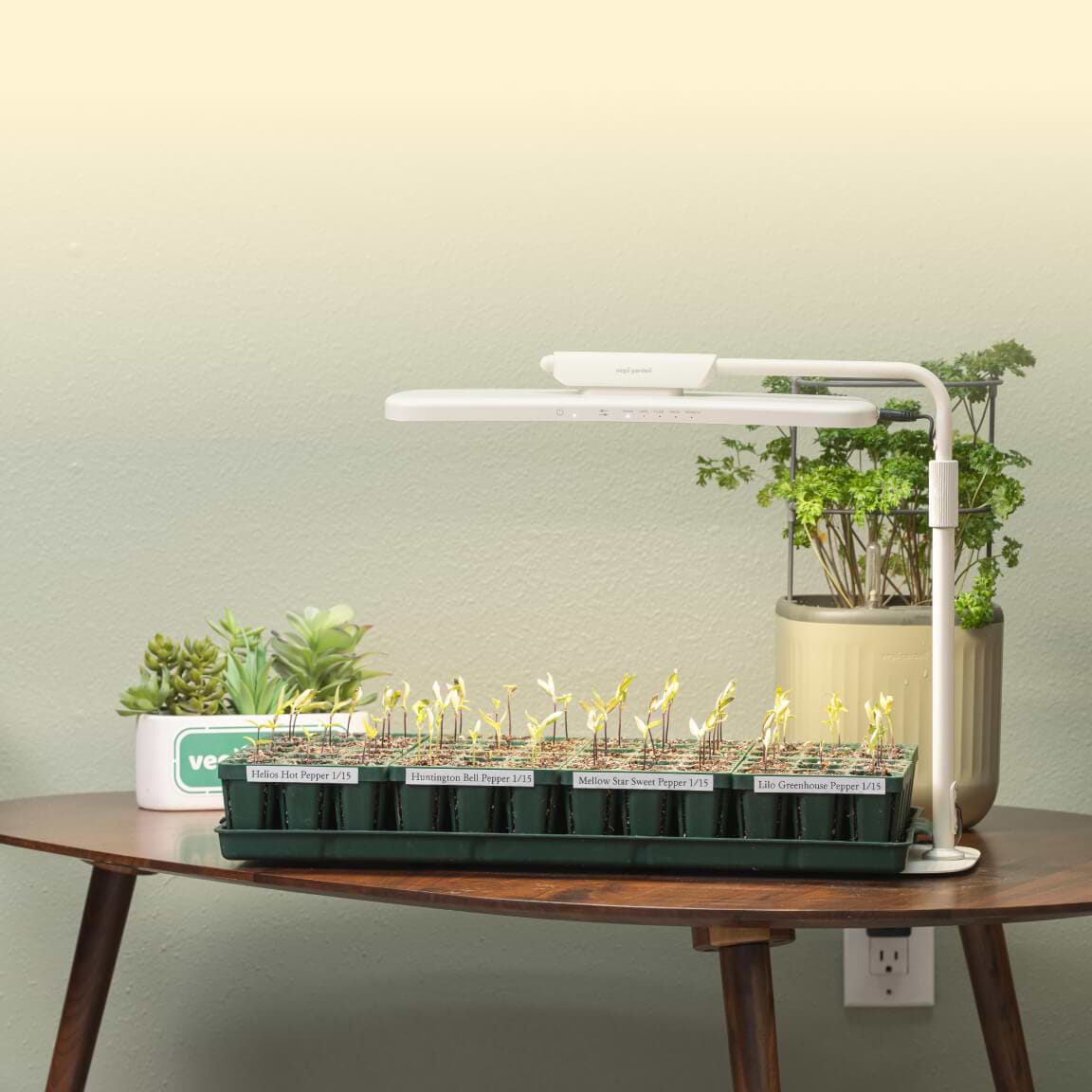 Vego garden beds