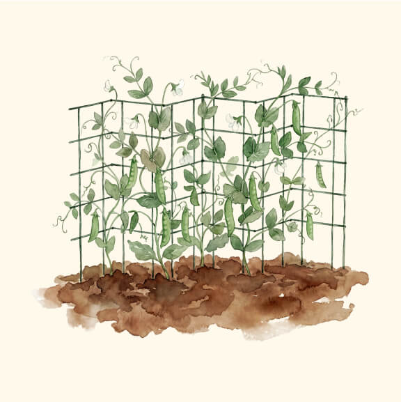 Trellis