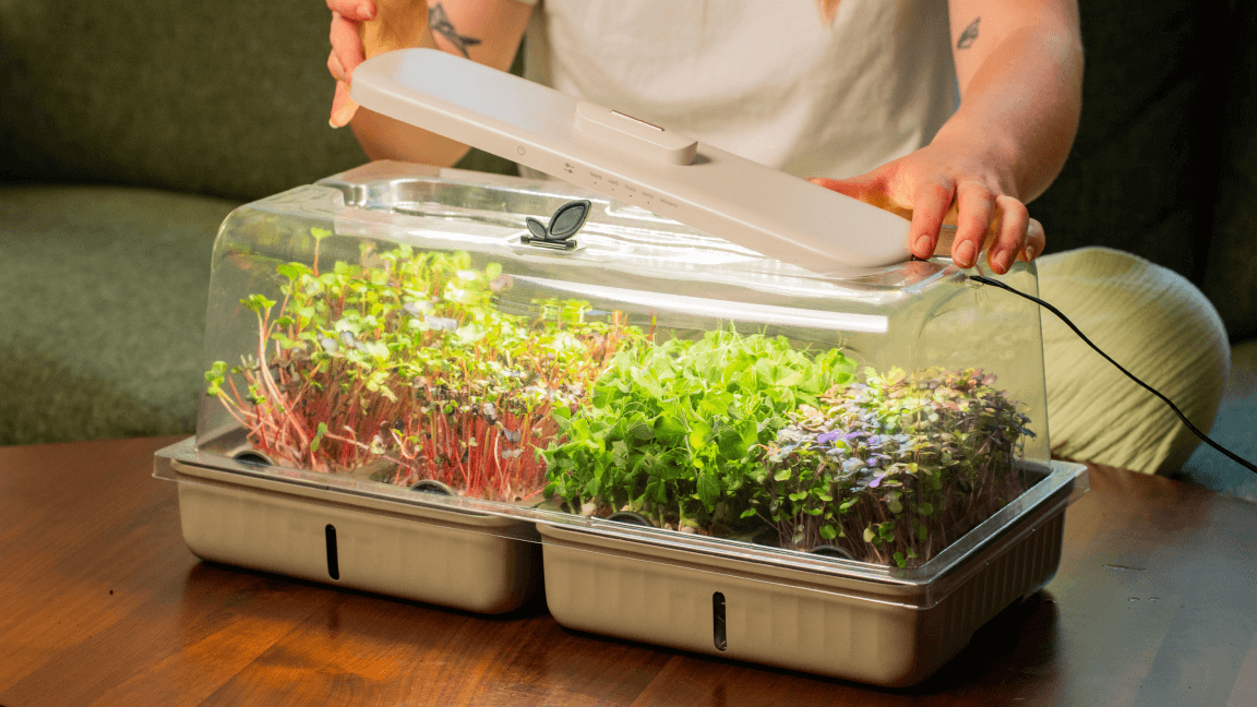 Vego garden beds