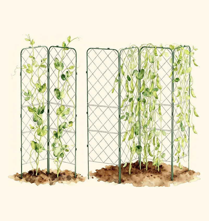 Vertical Trellis