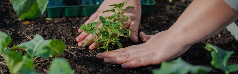 Vego garden beds