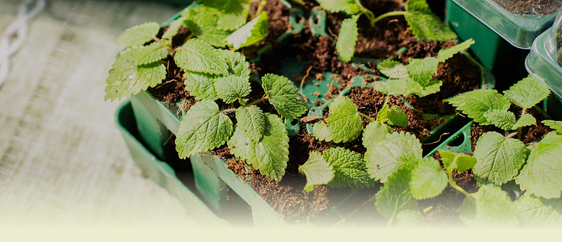 Vego garden beds