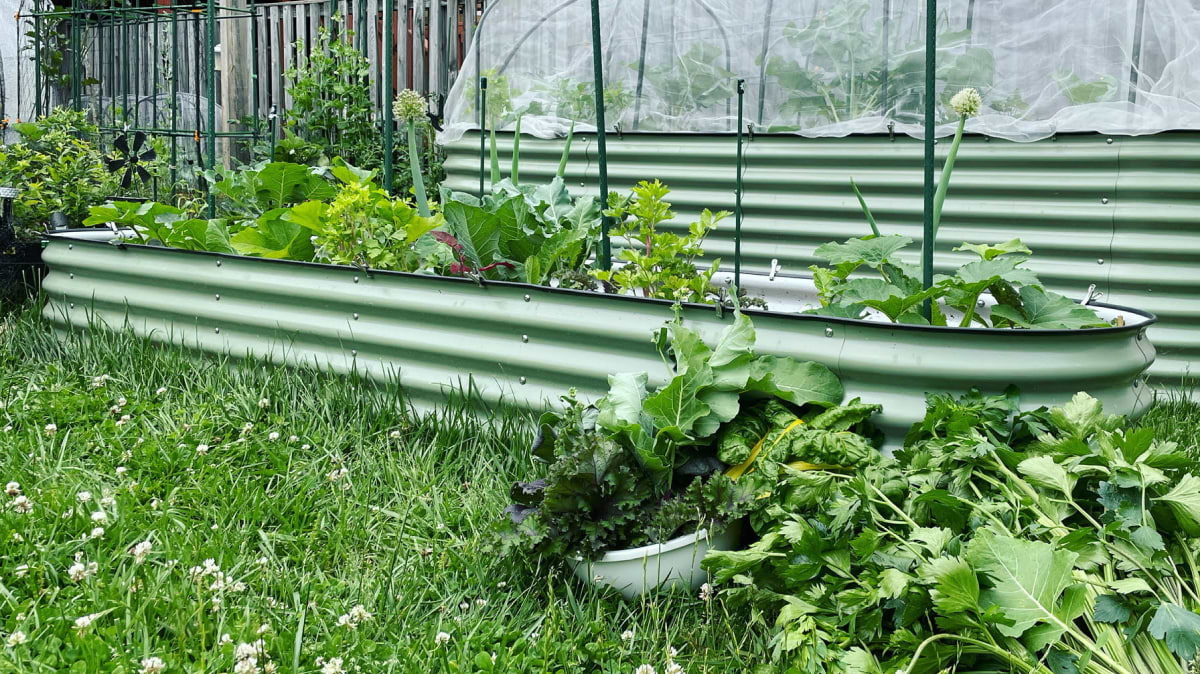 Vego garden beds