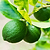 Key Lime Bush   | Vego Garden