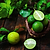 Key Lime Bush | Vego Garden
