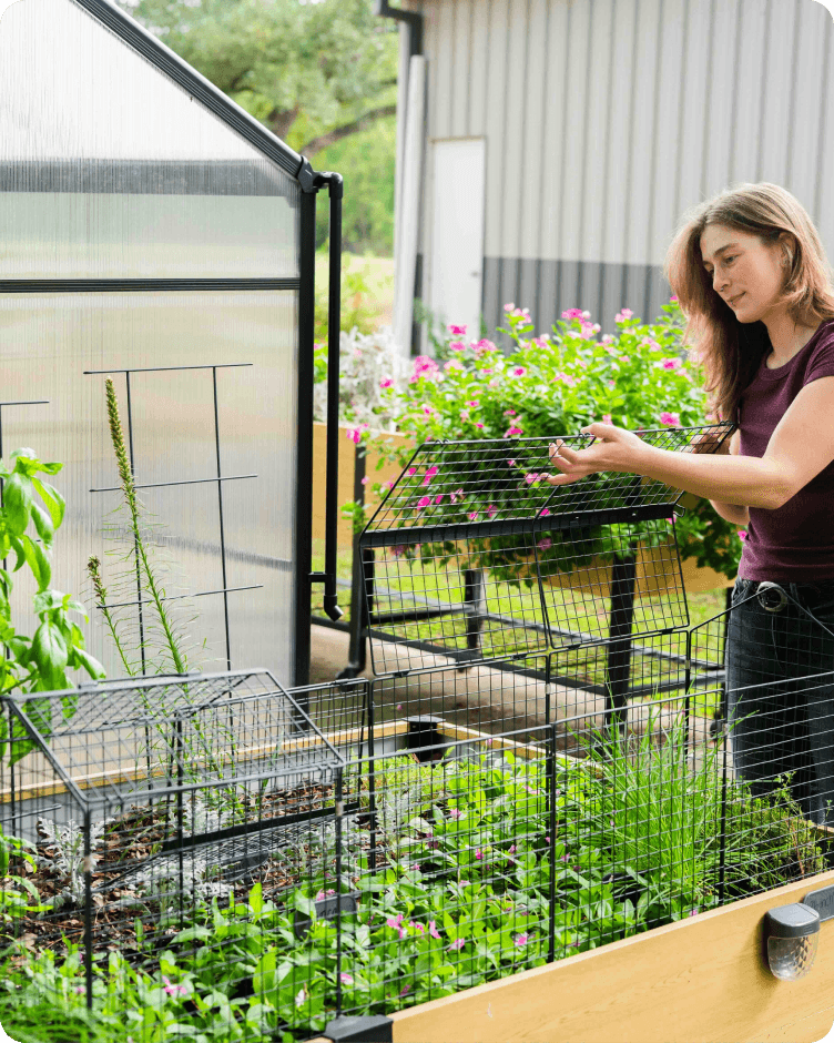 Gardener opening the wire cloche lid