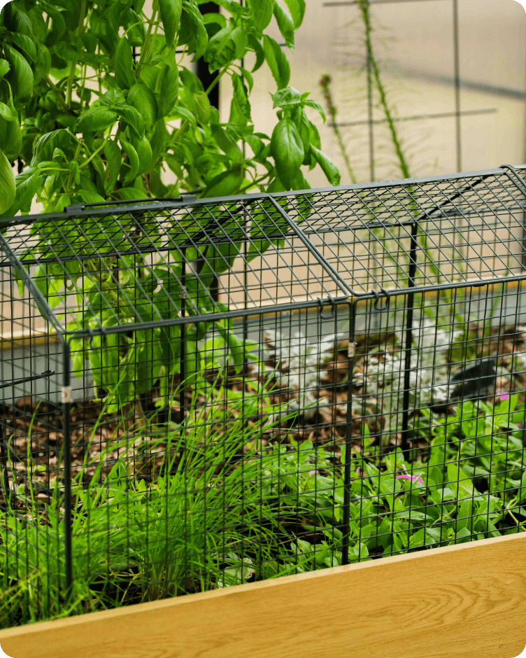 Extra growing room beneath a wire garden cloche