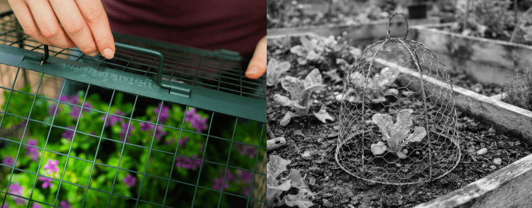 Heavy-duty Vego wire garden cloche beside a traditional chicken wire cloche