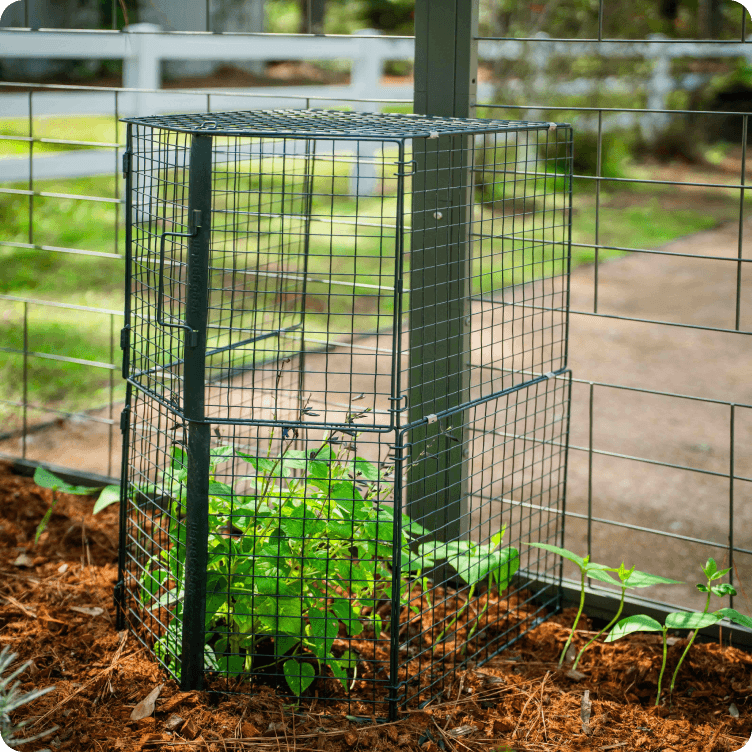 Multi-height lean-to wire cloche against a greenhouse wall