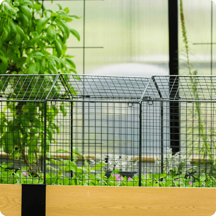 Wire cloche covering a long garden row