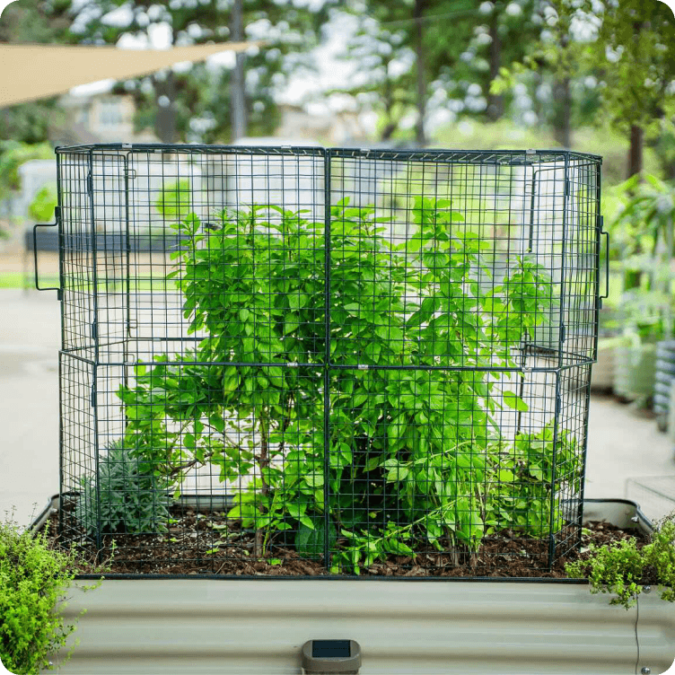 Stacked wire cloche for taller plants