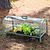 Pacific PC Cloche sheltering potted leafy plants on the ground beside a tree| Vego Garden