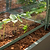 Young seedlings growing beneath the clear cover of a Pacific PC Cloche in a raised garden bed| Vego Garden