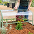 Gardener lifting a clear Pacific PC Cloche cover above plants in a raised garden bed| Vego Garden